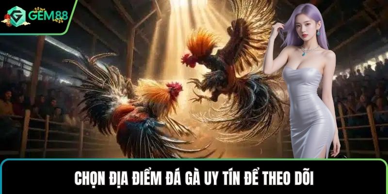Chọn địa điểm đá gà uy tín để theo dõi